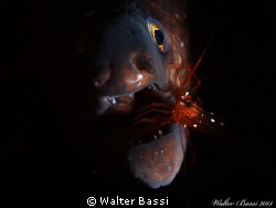 "The dentist" by Walter Bassi 